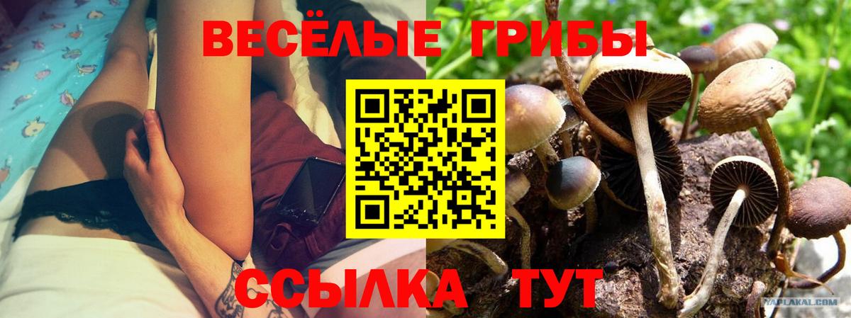 Псилоцибиновые грибы мицелий Железногорск